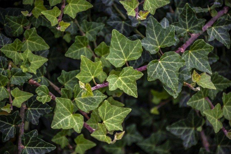 Ivy - foto Ivy - foto