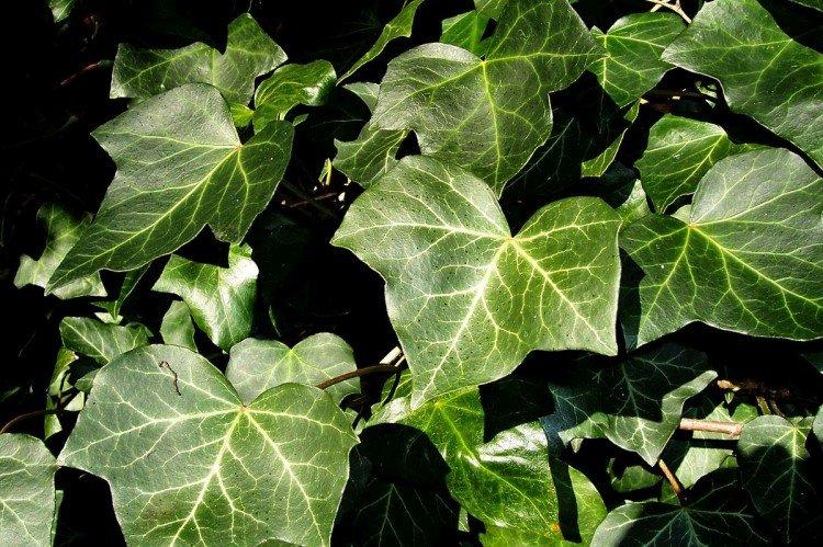 Ivy - foto Ivy - foto