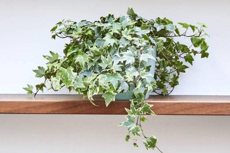Ivy - foto Ivy - foto
