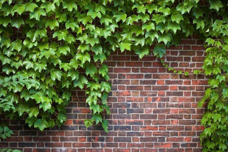 Ivy - foto Ivy - foto