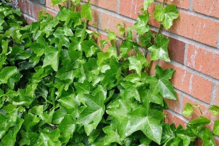 Ivy - foto Ivy - foto
