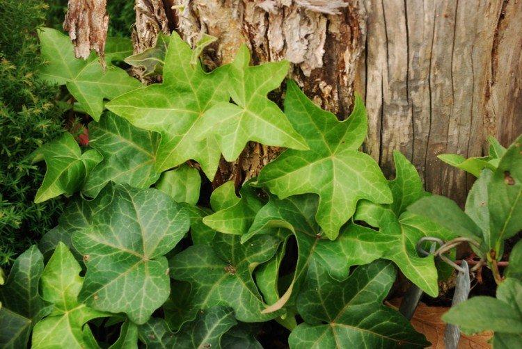 Ivy - foto Ivy - foto