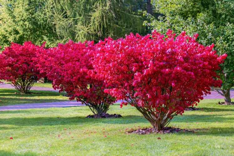 Euonymus (50 fotografií): druhy, výsadba a náležitá starostlivosť