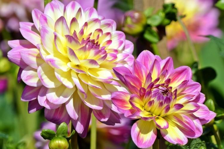 Dahlias (70 photos): types and features of care