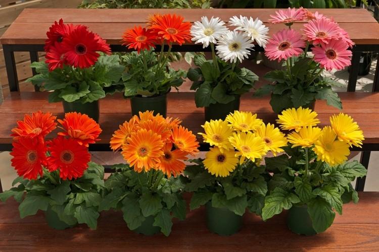 Gerbera (70 photos): types and features of care