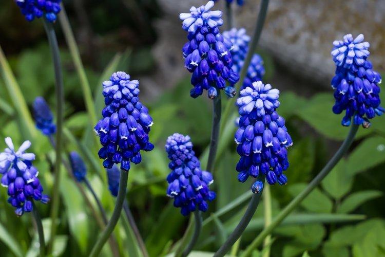 Myší hyacint - druhy hyacintov Myší hyacint - druhy hyacintov