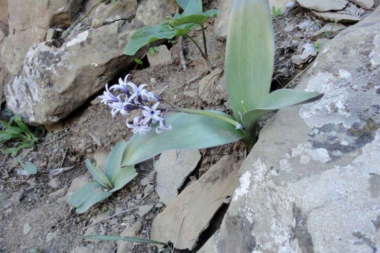 Hyacint Litvinova - Druhy hyacintov Hyacint Litvinova - Druhy hyacintov
