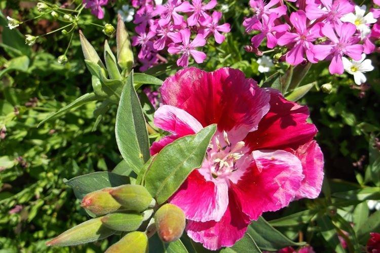Godezia grandiflora - Druhy godezia Godezia grandiflora - Druhy godezia