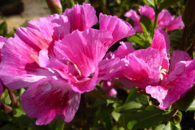 Godetia - foto Godetia - foto