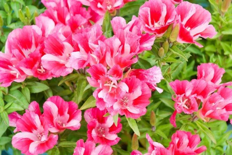 Godetia - foto Godetia - foto