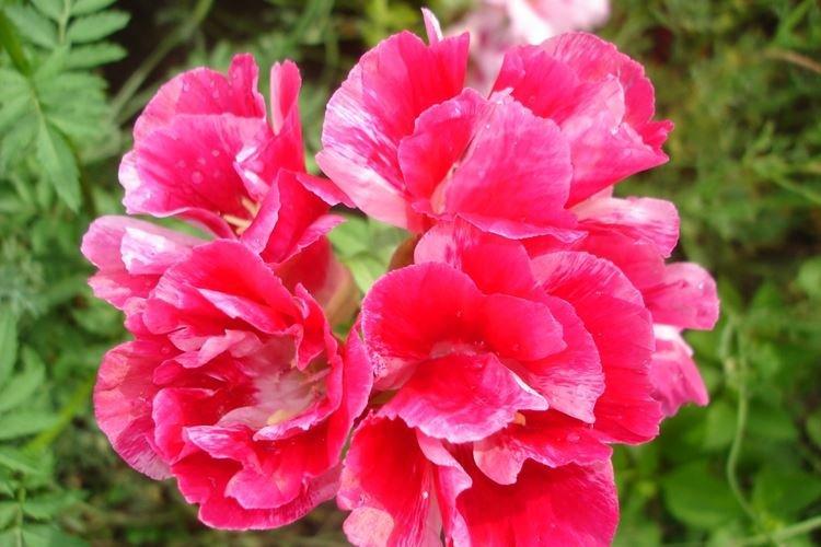 Godetia - foto Godetia - foto