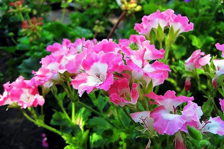 Godetia - foto Godetia - foto
