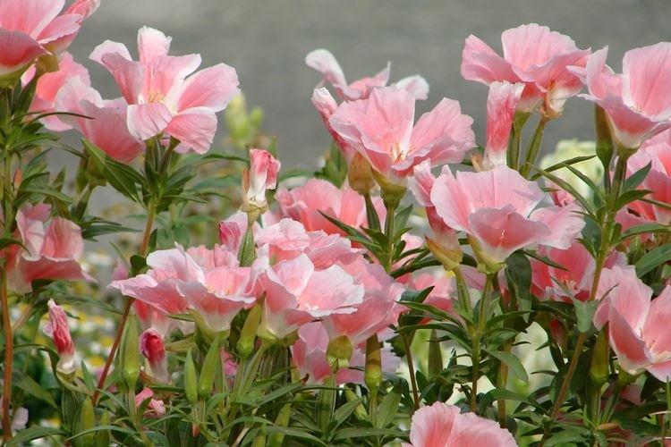 Godetia - foto Godetia - foto