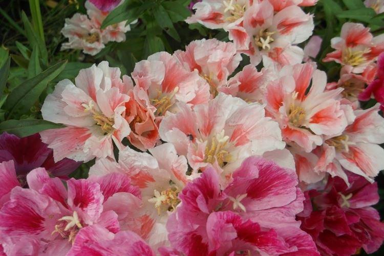 Godetia - foto Godetia - foto