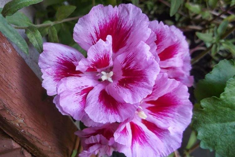 Godetia - foto Godetia - foto