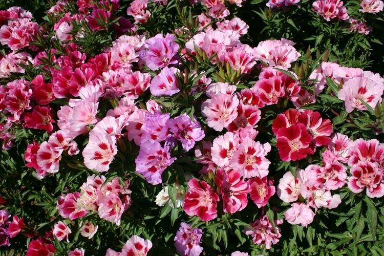 Godetia - foto Godetia - foto