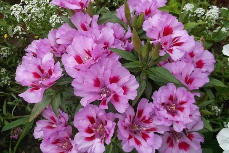 Godetia - foto Godetia - foto