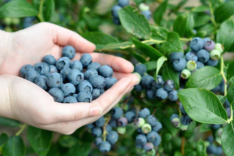 Blueberries: varieties, care and cultivation (photo)