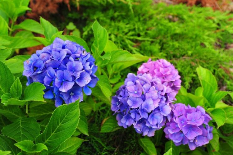 História distribúcie - Hydrangea História distribúcie - Hydrangea