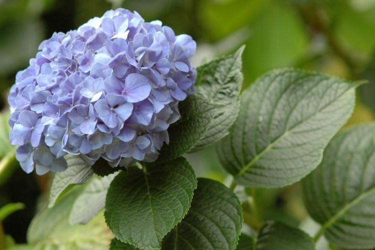 Hortenzia veľkolistá - druh Hydrangea Hortenzia veľkolistá - druh Hydrangea