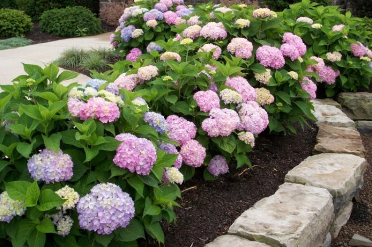 Hortenzia veľkolistá - druh Hydrangea Hortenzia veľkolistá - druh Hydrangea