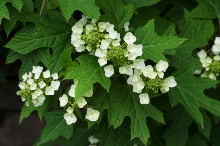 Hydrangea dubová - druhy hortenzie Hydrangea dubová - druhy hortenzie