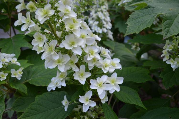 Hydrangea dubová - druhy hortenzie Hydrangea dubová - druhy hortenzie