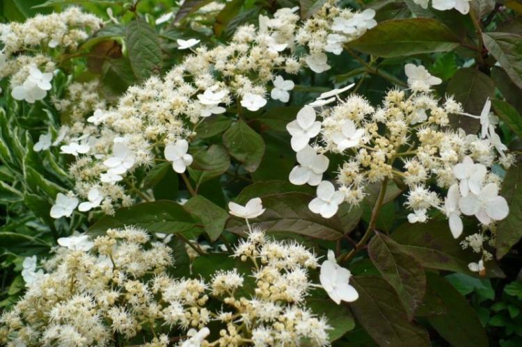 Hydrangea Bretschneider - Druhy hortenzií Hydrangea Bretschneider - Druhy hortenzií