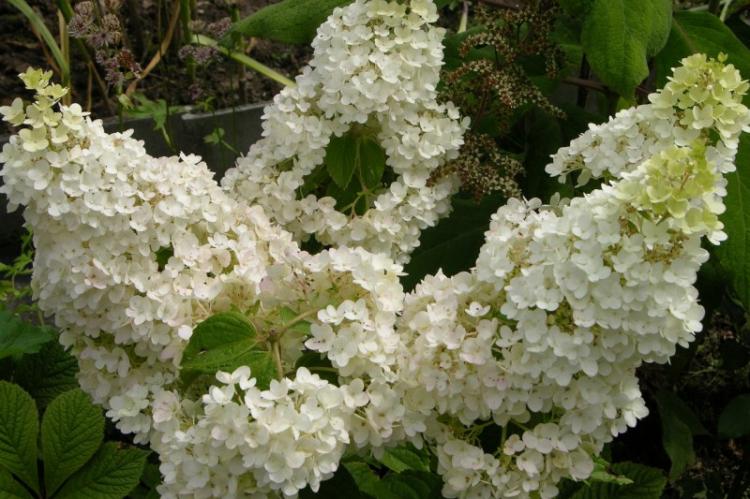 Panicle Hydrangea - druhy hortenzie Panicle Hydrangea - druhy hortenzie