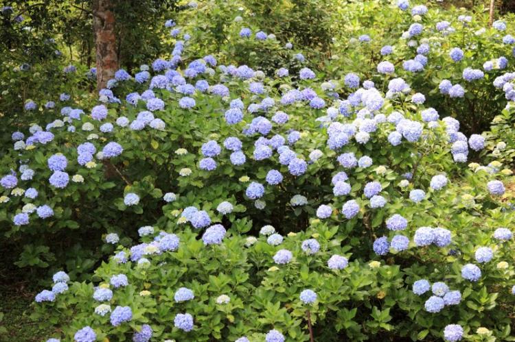 Groundcover Hydrangea - druhy hortenzie Groundcover Hydrangea - druhy hortenzie