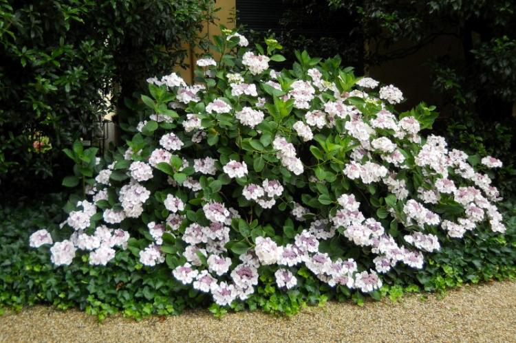 Groundcover Hydrangea - druhy hortenzie Groundcover Hydrangea - druhy hortenzie
