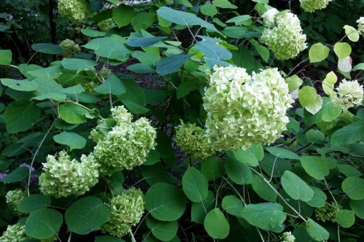 Ash Hydrangea - druhy hortenzie Ash Hydrangea - druhy hortenzie