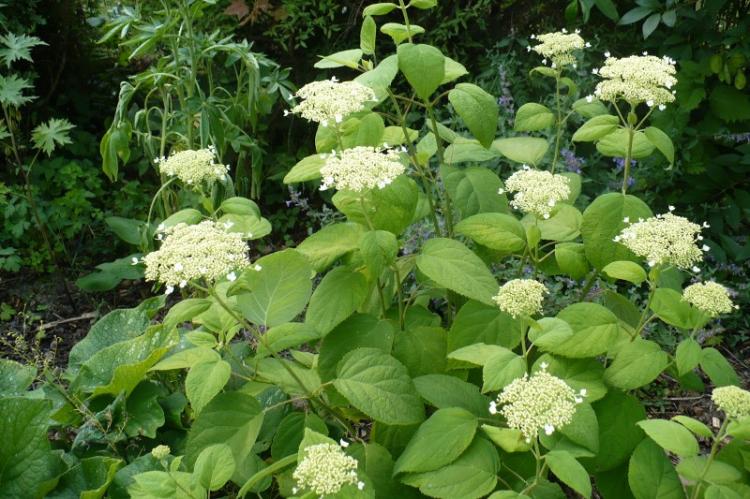 Ash Hydrangea - druhy hortenzie Ash Hydrangea - druhy hortenzie