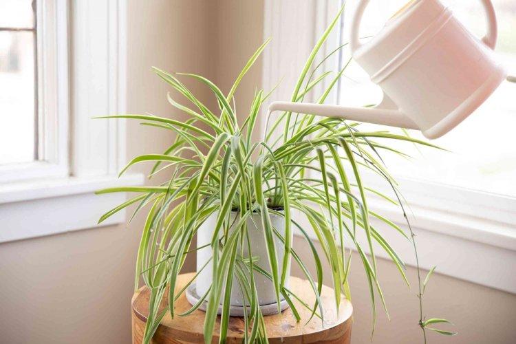 Všeobecné informácie - Chlorophytum Všeobecné informácie - Chlorophytum