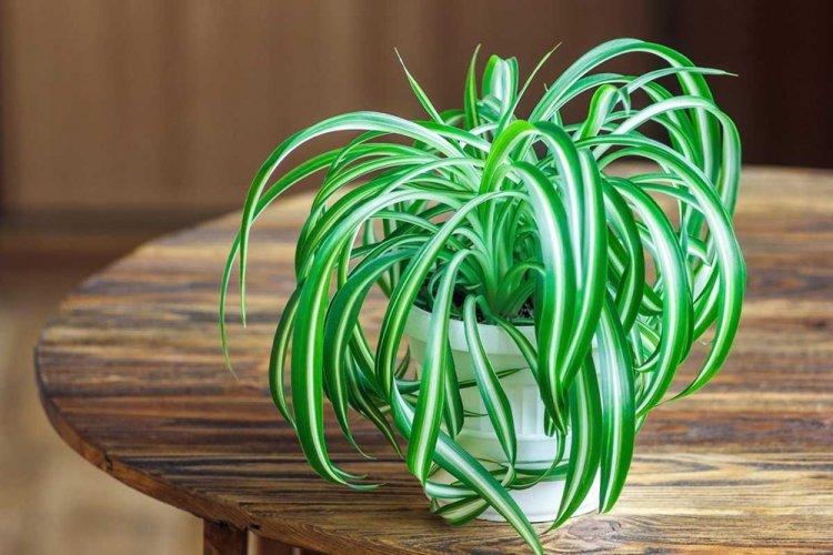 Chlorophytum chocholatý - Druhy chlorofytu Chlorophytum chocholatý - Druhy chlorofytu