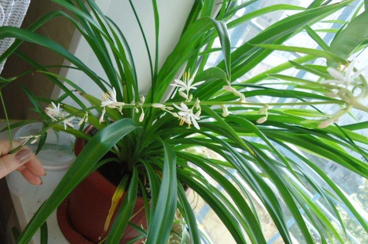 Chlorophytum Cape - Druhy chlorofytu Chlorophytum Cape - Druhy chlorofytu