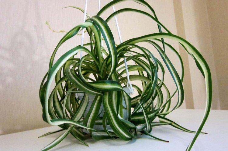 Chlorophytum curly - Druhy chlorofytu Chlorophytum curly - Druhy chlorofytu