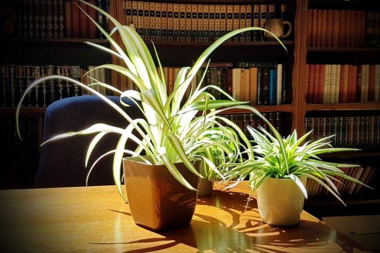 Osvetlenie - starostlivosť o chlorofyt Osvetlenie - starostlivosť o chlorofyt