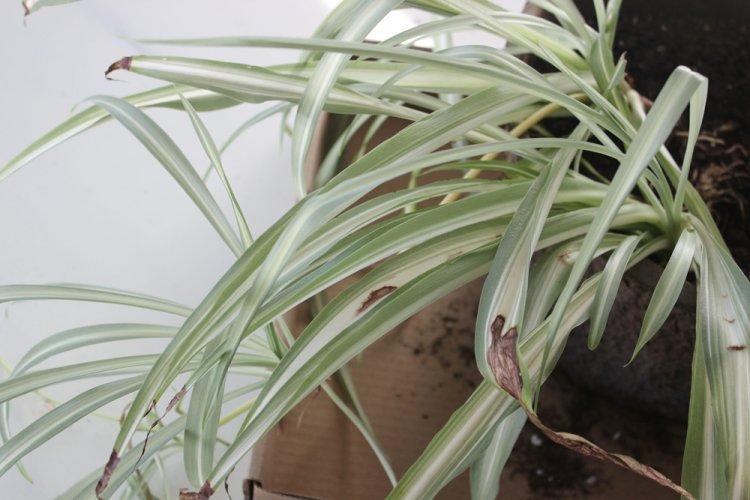 Kontrola škodcov a chorôb - Chlorophytum Kontrola škodcov a chorôb - Chlorophytum