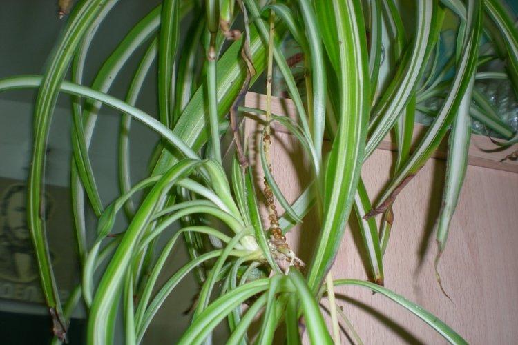 Kontrola škodcov a chorôb - Chlorophytum Kontrola škodcov a chorôb - Chlorophytum