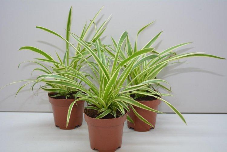 Chlorophytum - fotografia Chlorophytum - fotografia