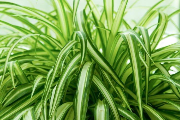 Chlorophytum - fotografia Chlorophytum - fotografia