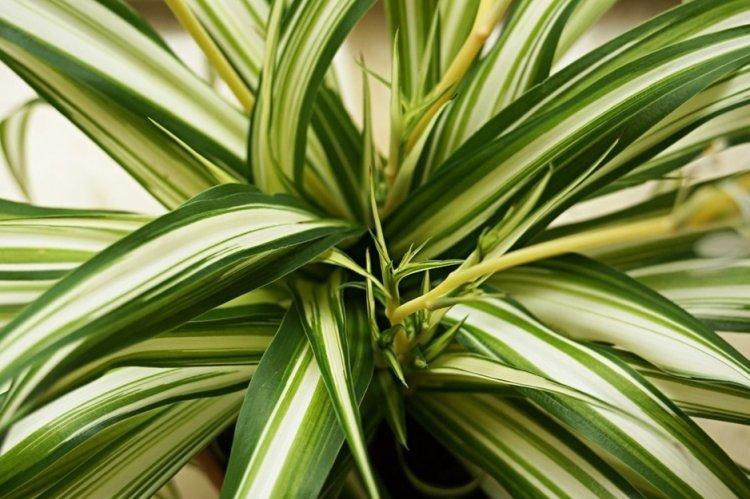 Chlorophytum - fotografia Chlorophytum - fotografia