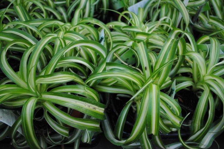 Chlorophytum - fotografia Chlorophytum - fotografia