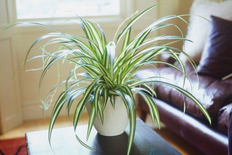 Chlorophytum - fotografia Chlorophytum - fotografia