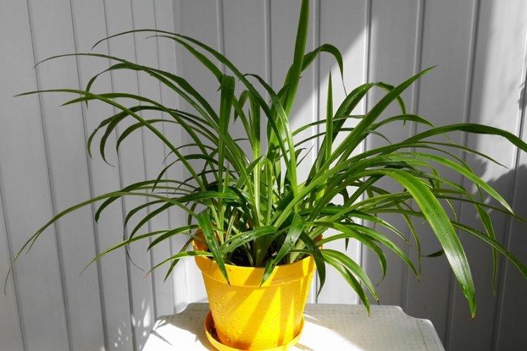 Chlorophytum - fotografia Chlorophytum - fotografia