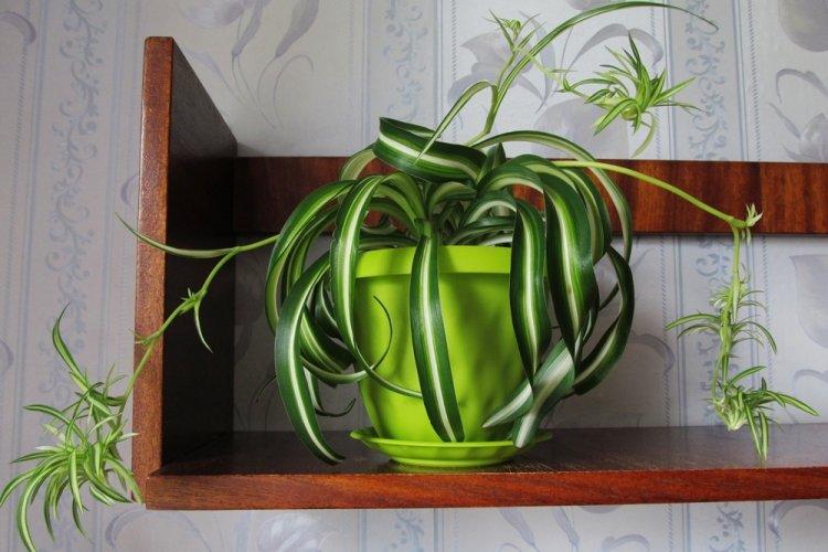 Chlorophytum - fotografia Chlorophytum - fotografia