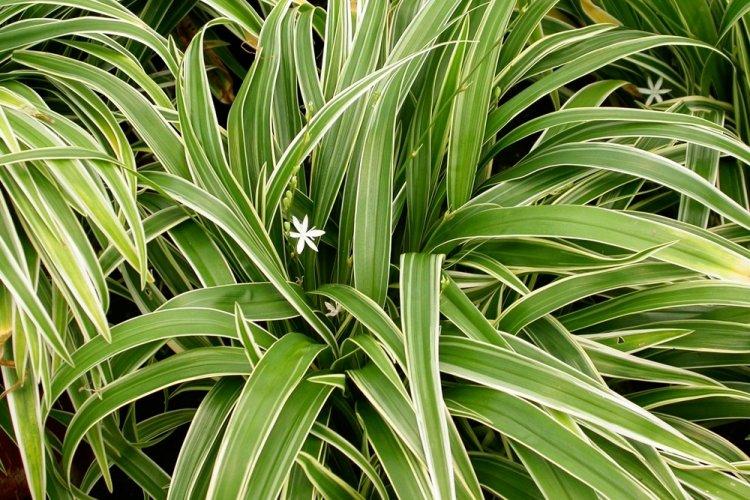 Chlorophytum - fotografia Chlorophytum - fotografia