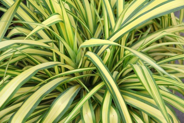 Chlorophytum - fotografia Chlorophytum - fotografia