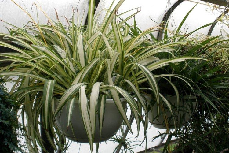 Chlorophytum - fotografia Chlorophytum - fotografia